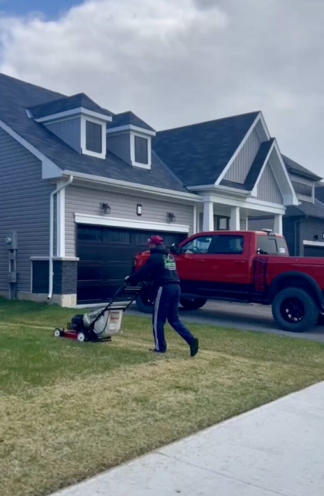 Lawn undergoing dethatching service for improved growth in Niagara.
